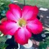 starligh34